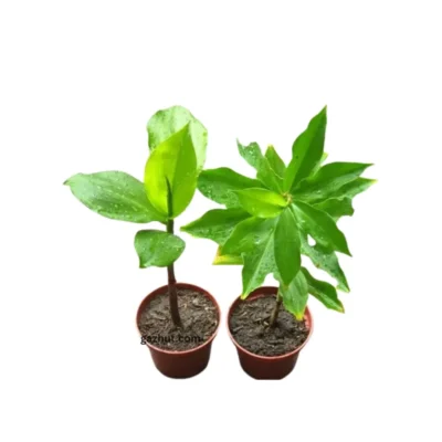 Green Insulin Plant